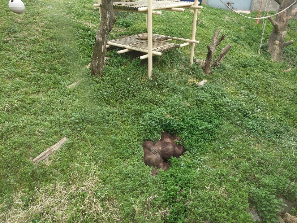 서울동물원에 살고 있는 오랑우탄 오순. 1968년생 만 42세로 대략 30~40년 정도인 오랑우탄 수명을 감안하면 초고령인 셈이다.