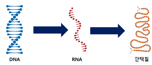DNA-RNA (이미치 출처: 박한슬 제공, 무단전재 및 재배포 금지)
