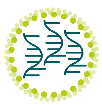 화이자 mRNA 백신 개략도. 녹색 물결 선은 스파이크 단백질의 유전정보를 담고 있는 mRNA 분자를, 연한 녹색 테두리는 mRNA를 보호하는 지질 나노 입자를 나타낸다. /출처=바이오엔테크