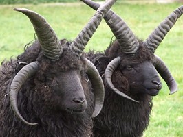 스코틀랜드의 헤브리디언 양은 어느 방향에서 보더라도 검다. 사진: Cathy Cassie https://commons.wikimedia.org/wiki/File:Hebridean_Sheep.jpg