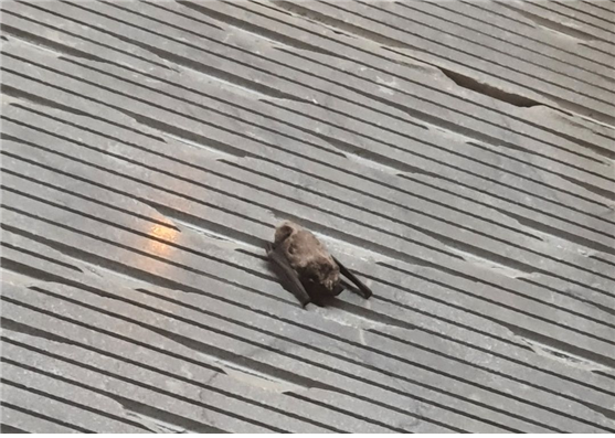 이 안주애기박쥐는 발견 당시 화단 옆 나무 데크에 떨어져 있었습니다. 사진 제공: 김태훈 서울시야생동물센터 재활관리사