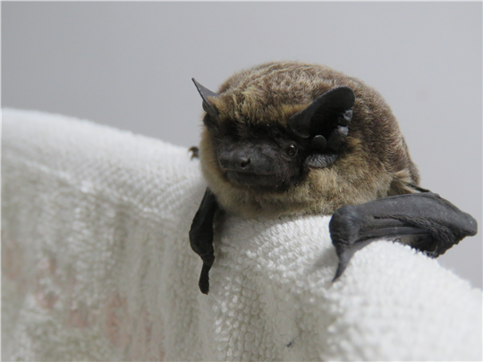 멀고도 가까운, 안주애기박쥐는 오늘도 살아갑니다. 사진 제공: 서울시야생동물센터