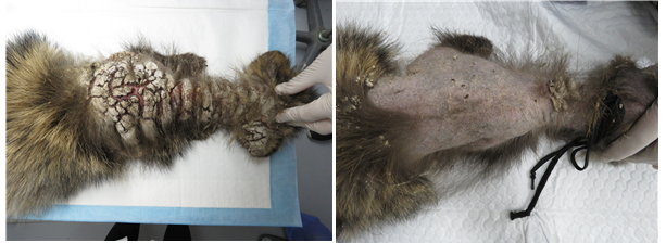 감염세포가 피부 위에 모여 죽은 피부가 형성된 모습(왼쪽)과 약 열흘 동안 집중적인 치료를 통해 회복된 모습(오른쪽)