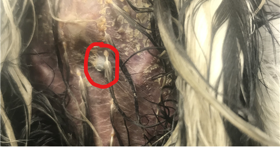 구조된 왜가리의 가슴뼈 밑에 박혀있는 총알