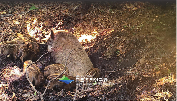 출처: 경주국립공원 멧돼지 실태 모니터링, 국립공원연구원