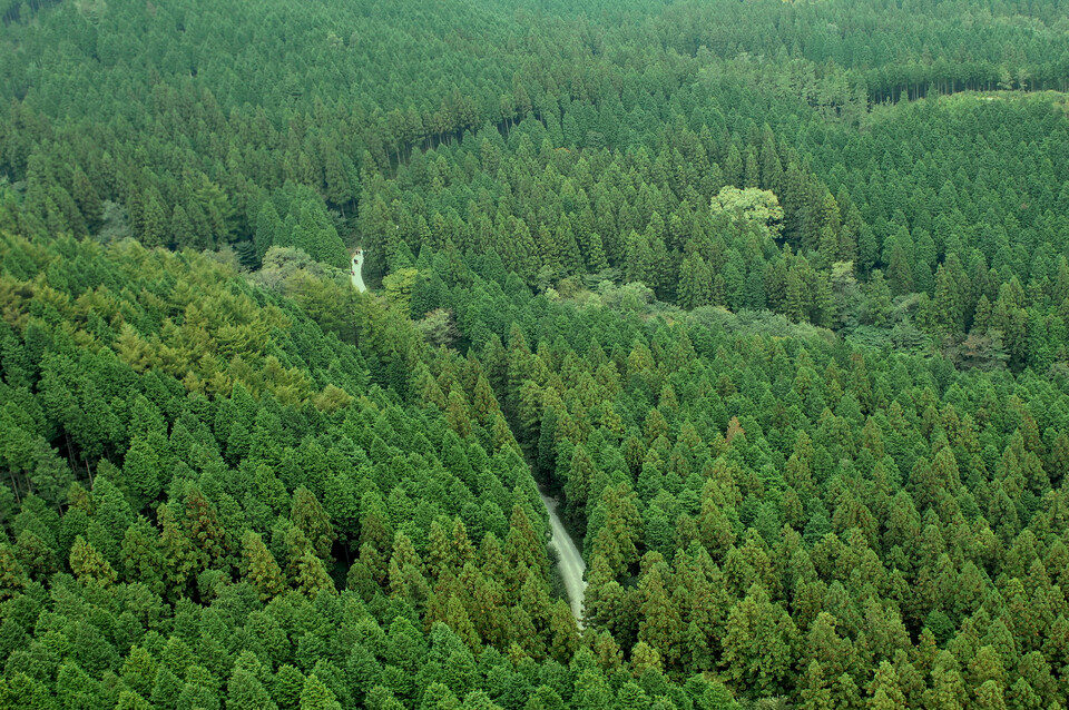 전남 장성 축령산 편백나무 숲. 출처: 산림청