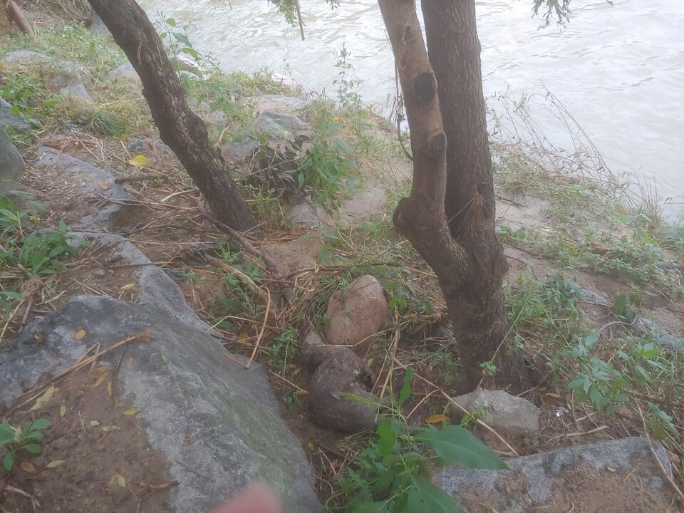 서울에서 발견된 수달 사체입니다. 아직도 서울은 수달이 살아가기엔 썩 좋지 않은 환경이라고 합니다. 출처: 서울수달보호네트워크