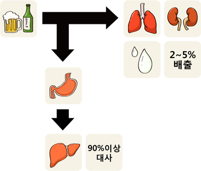서울삼성병원은 지난 2014년 '술 처리공장: 간' 게시글을 통해 알코올이 인체 내에서 흡수되는 과정을 알렸다. 이미지=서울삼성병원 