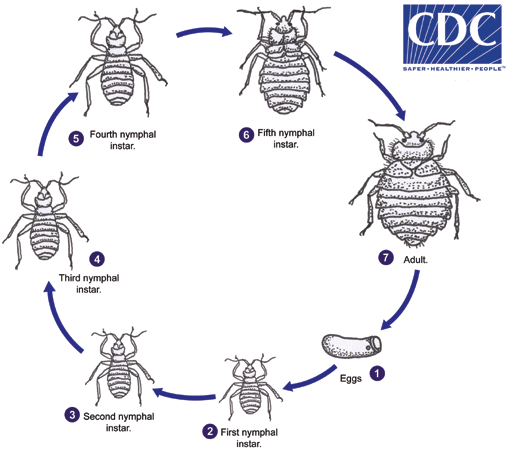 출처: 미국 질병통제예방센터(CDC) 홈페이지